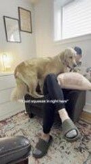 Golden Retriever Sweetly Squeezes Into Chair and Settles on Man's Lap