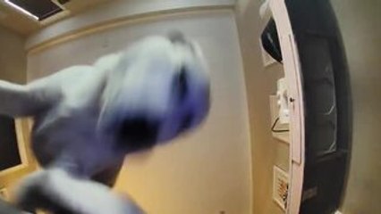 Dog Pulls Out Camera After Hearing Owner's Voice