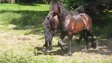 Paarden bij Hoogkerk 2