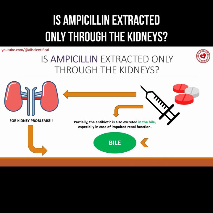 Is ampicillin excreted only through the kidneys?