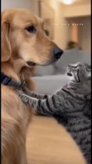 Naughty Cat vs. Shocked Dog in this hilarious video