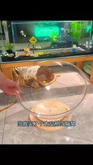 Space Capsule Cat Bed Universal Pet Sleeping Nest Transparent Cat House