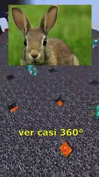 4 datos que deberias saber - Los conejos pueden ver casi 360° alrededor sin mover la cabeza