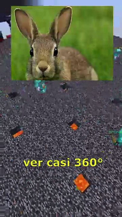 4 datos que deberias saber - Los conejos pueden ver casi 360° alrededor sin mover la cabeza