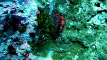 SCRET OF MARINELIFE