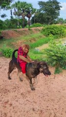 Lovely animal SokYaa, OG, Pao Mom Are Famous Around The World #shorts #anime #trend #edit