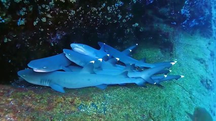 Galápagos, Malpelo y Revillagigedo, entre áreas de mayor cantidad de tiburones del planeta