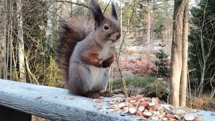 European Red Squirrel Eating Peanuts in the Backyard