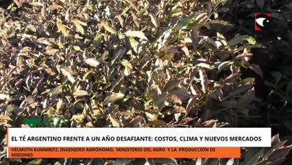 EL TÉ ARGENTINO FRENTE A UN AÑO DESAFIANTE COSTOS, CLIMA Y NUEVOS MERCADOS