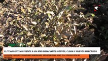 EL TÉ ARGENTINO FRENTE A UN AÑO DESAFIANTE COSTOS, CLIMA Y NUEVOS MERCADOS