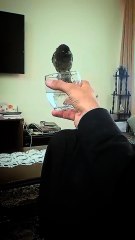 Friendly Bulbul Drinking Water From Glass 😍