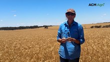 Scepter wheat nearly ready as Cooke family awaits harvest window