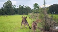 Australian kangaroo