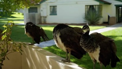 Abandoned Engineering - Season 15 Episode 10 - Peru's Massacre Island