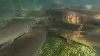 Cuba: científicos luchan por salvar al pez manjuarí de la extinción