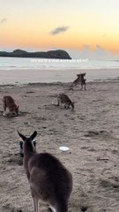 Australian kangaroos 🦘