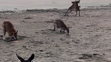 Australian kangaroos 🦘