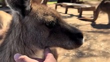 Australian kangaroo