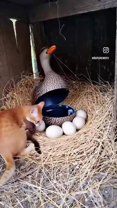 Funny discovering funny news