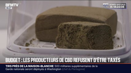 Budget: les producteurs et revendeurs de CBD redoutent une hausse des taxes