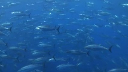 Il primo impianto in Italia per l'ingrassamento del tonno rosso in arrivo in Costiera Amalfitana: dubbi e polemiche