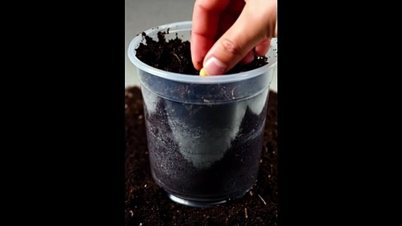 Ultra-Realistic Strawberry Plant Growth Prompts | Seed to Fruit Timelapse | Transparent Pot Cinematic AI Prompts