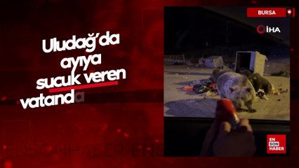 Uludağ’da ayıya sucuk veren vatandaş saldırı tehlikesi yaşadı