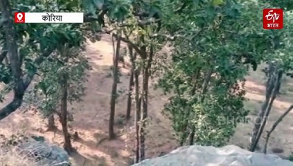 हाथियों की दहशत : सर्द रातों में ग्रामीण कर रहे खेतों की रखवाली, कई किसानों की फसल बर्बाद