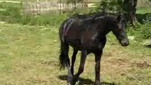 Paarden bij Hoogkerk 4