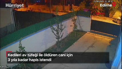 Kedileri av tüfeği ile öldüren cani için 3 yıla kadar hapis istendi