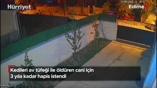 Kedileri av tüfeği ile öldüren cani için 3 yıla kadar hapis istendi