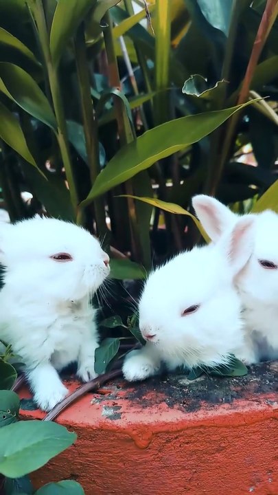 Cute Rabbit Babies