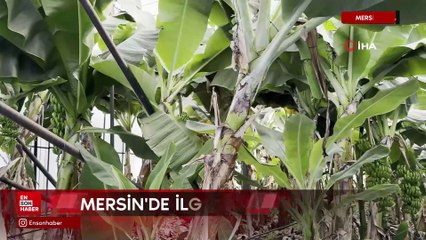 Mersin'de ilginç hırsızlık: Hırsızlar muz ve avokado hasadı yaptı