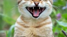 a joyful cat in a garden #funny #cat