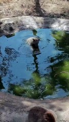 Görüntüler Bursa'dan... Kış uykusundan önceki son banyo keyfi