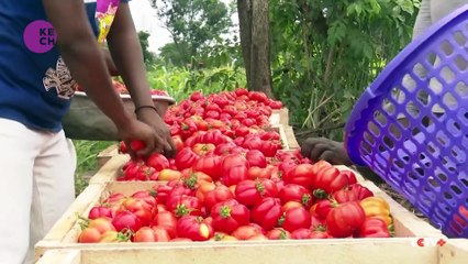Young Ghanaian entrepreneur combats power cuts with solar-powered cold storage