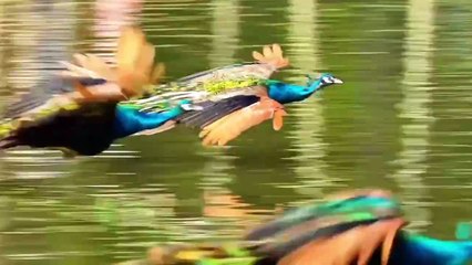 THESE IDIOTS CAN FLY??? #peacock #beautiyful #amazing nature