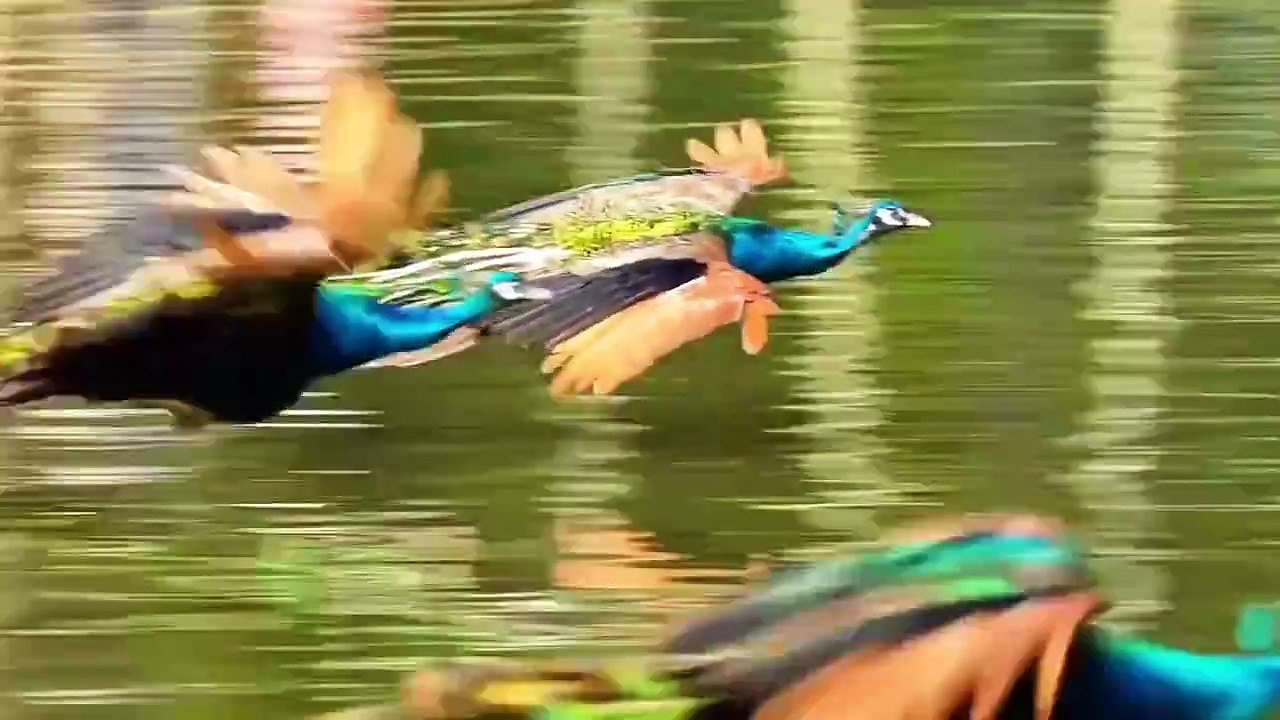 THESE IDIOTS CAN FLY??? #peacock #beautiyful #amazing nature