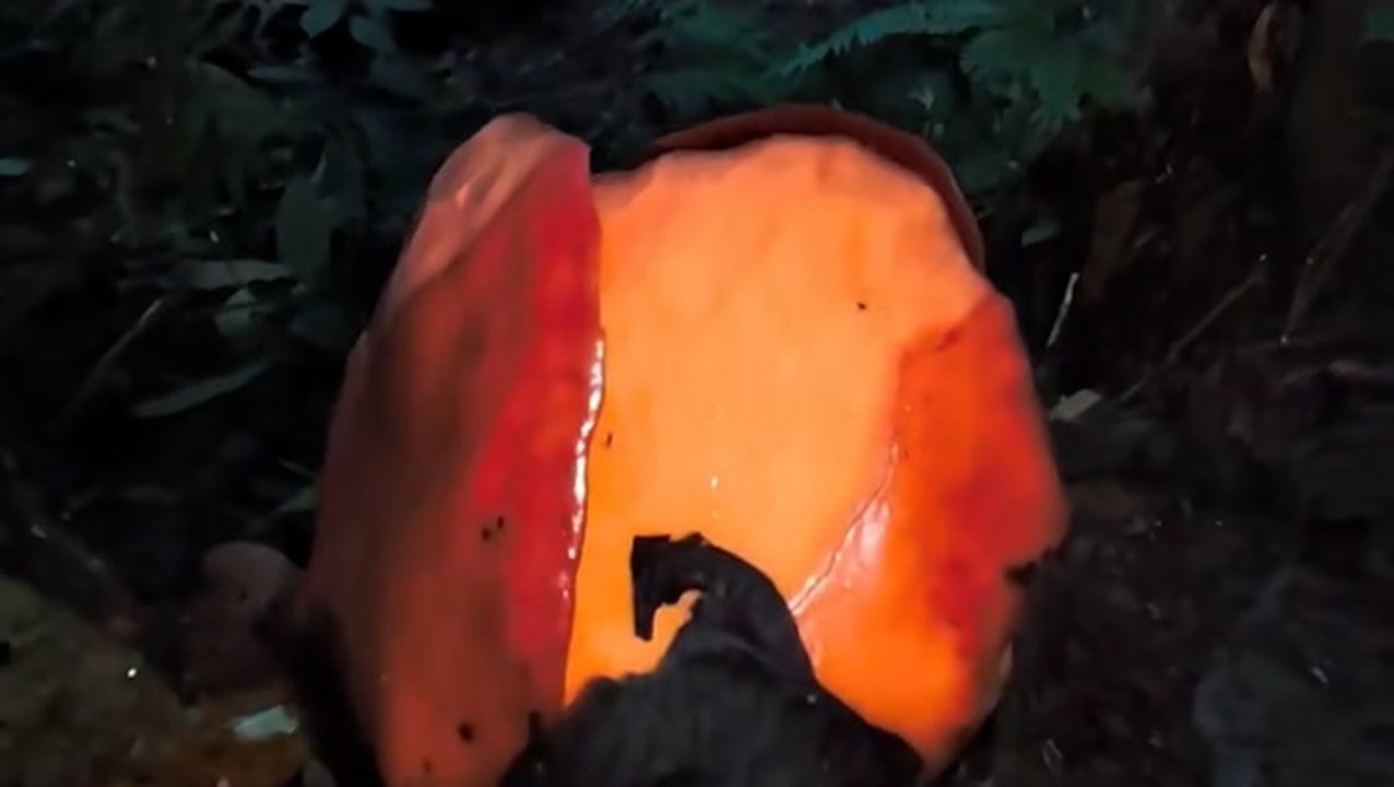 Moment scientist finds rare flower in rainforest after 13-year search