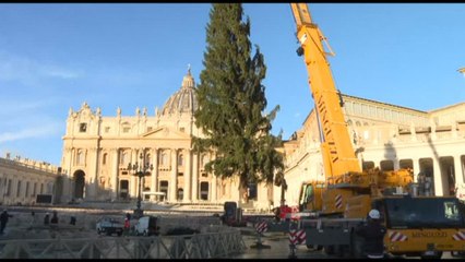 Innalzato in Vaticano il tradizionale albero di Natale