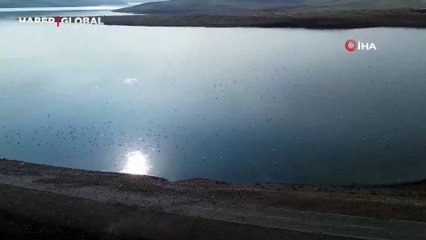Kars Barajı göçmen kuşların yeni mekanı