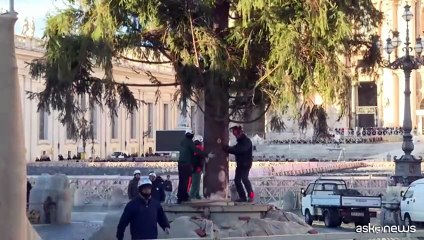Innalzato in Vaticano il tradizionale albero di Natale