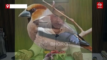 उत्तराखंड कॉर्बेट पार्क में दिखी दुर्लभ हॉफिंच, बर्ड लवर्स उत्साहित, जानिये क्यों खास है ये चिड़िया