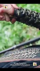 De Cincuenta A Gobernante De Todo Completo En Español