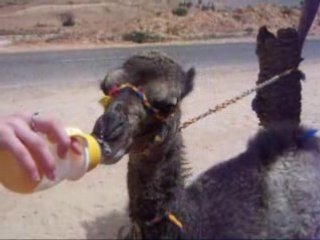 Bébé dromadaire trop chou !!