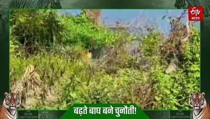 बाघों के लिए 'हाउसफुल' हुआ उत्तराखंड, टाइगर के घूमने-फिरने के लिए कम पड़ रही जगह