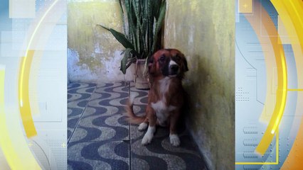 Acidente Fatal em Recife: Motoqueiro Empinando Moto Atropela e Mata Cachorro de Família