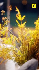 ⅡEP 15【Wrapped the Playboy Around My Finger Season 2】 #flickreels #likeyi #wangpeiyan