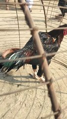 Aseel murgha Mera souk