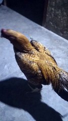 Aseel murgha my favorite